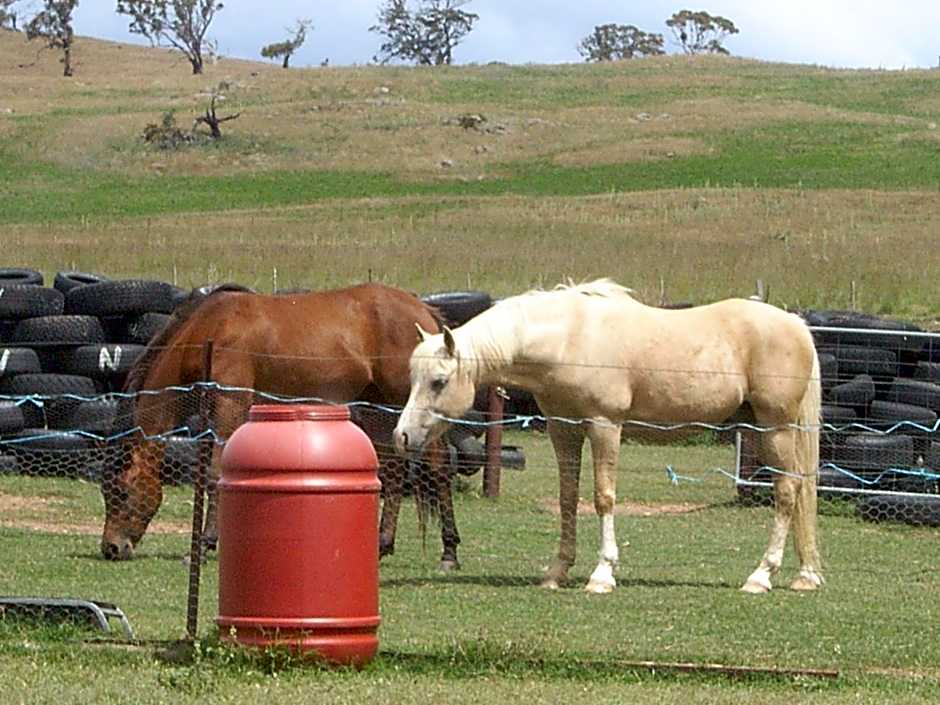 ALPINE COUNTRY MOTEL plus FREE COFFEE