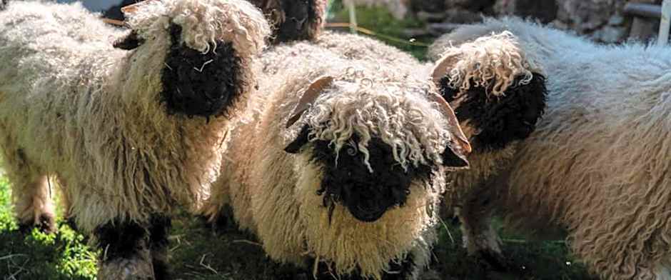 Hotel Restaurant Bürchnerhof