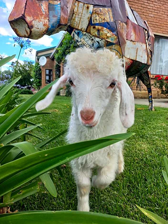 The Fat Mulberry Guest Farm