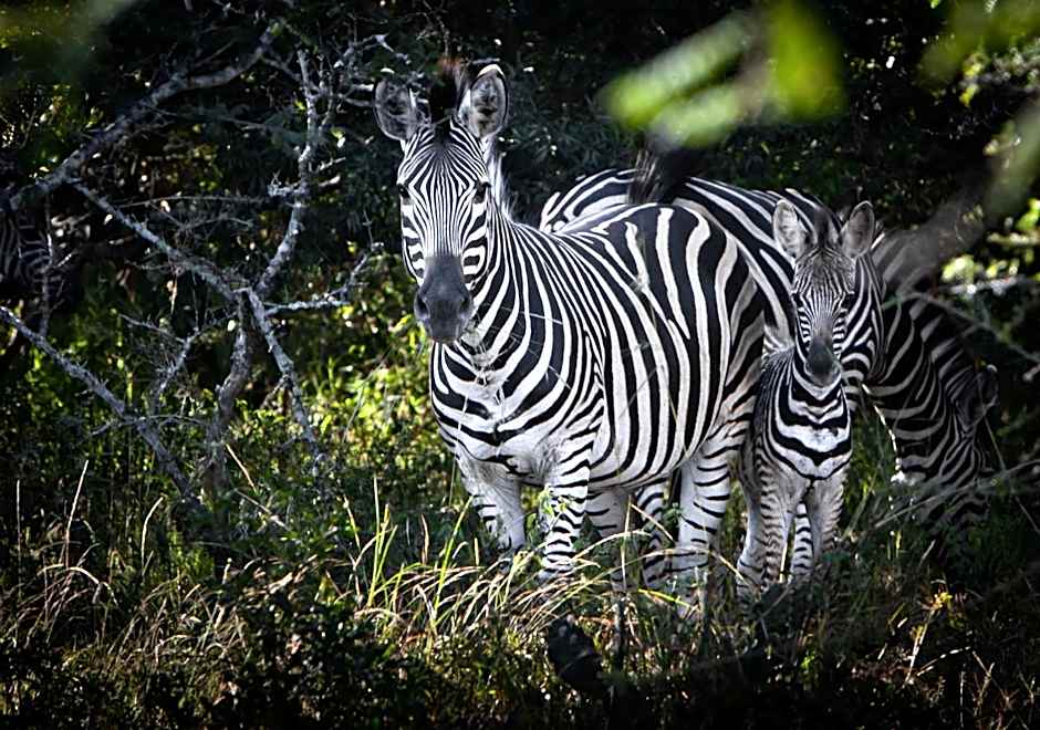 Vuyani Safari Lodge