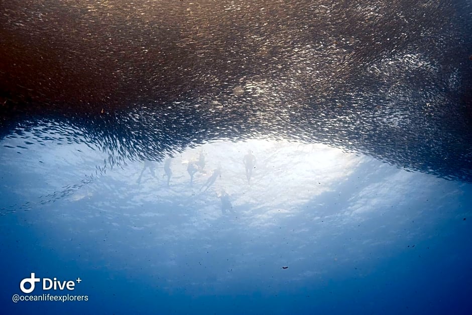 Oceanlife Explorers