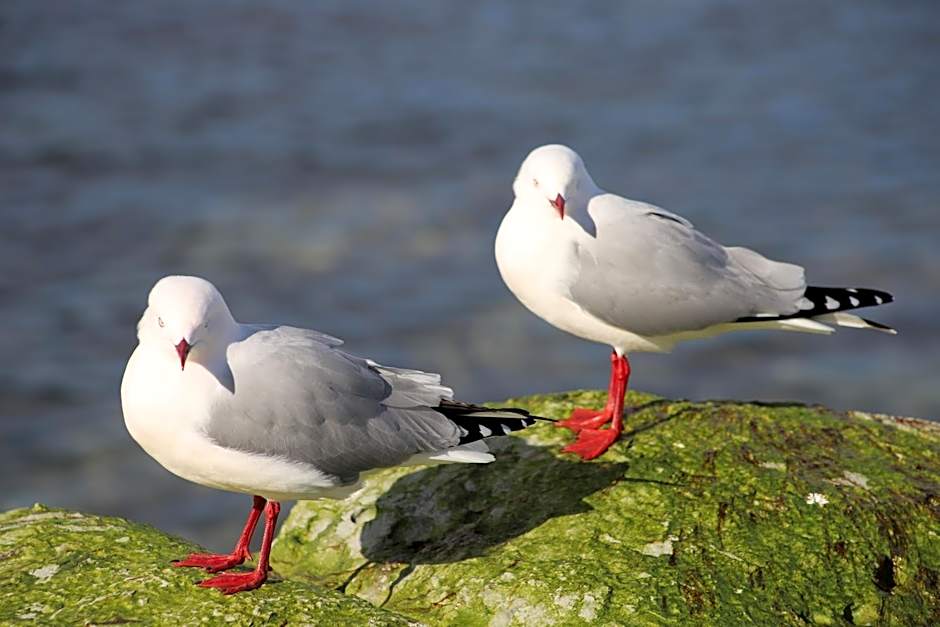 Sierra Beachfront Motel