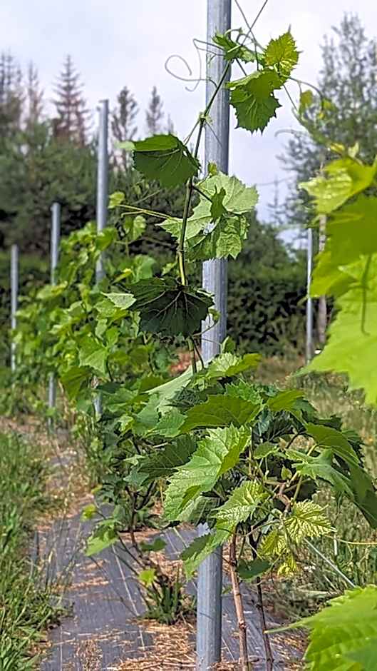Vila Vynuogyne