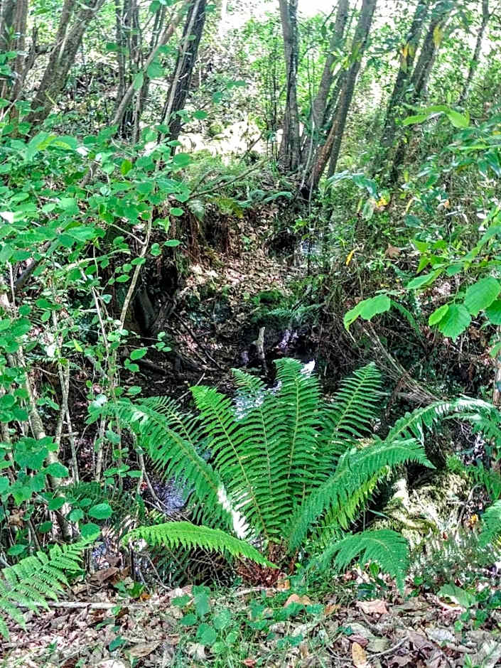 Trisileja en Novales