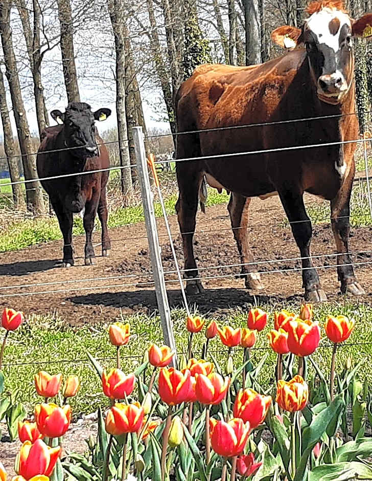 Bed and Breakfast De Volkelse Hooiberg