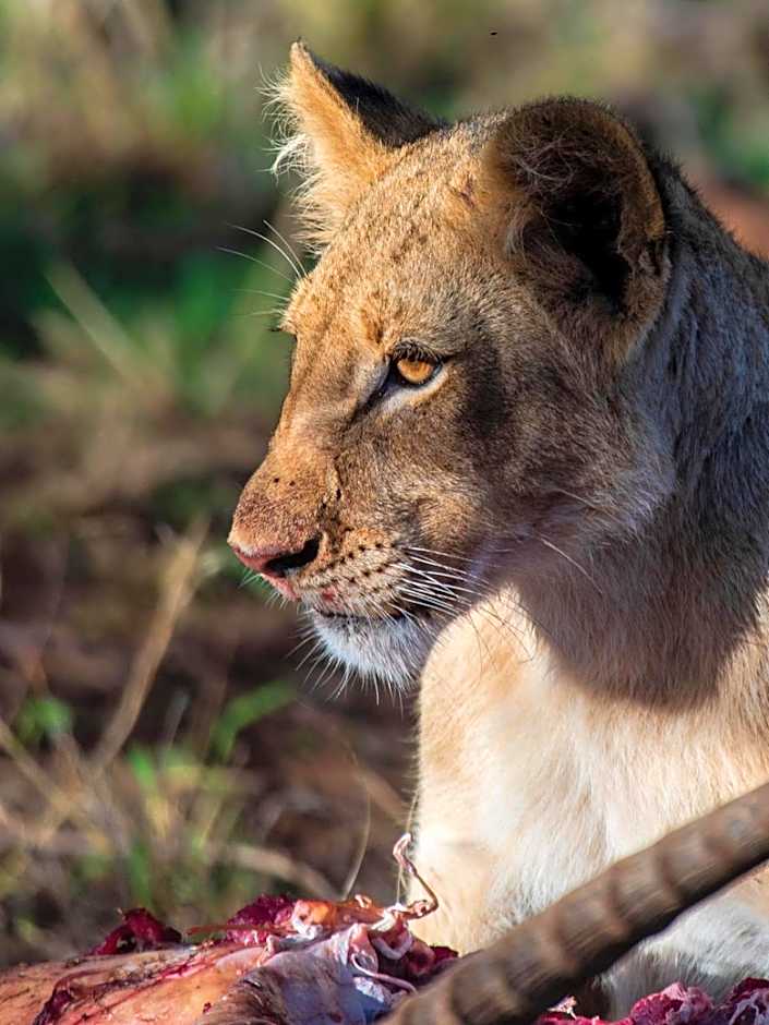 Ku Sungula Safari Lodge