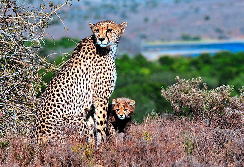 Kwandwe Private Game Reserve - Fort House