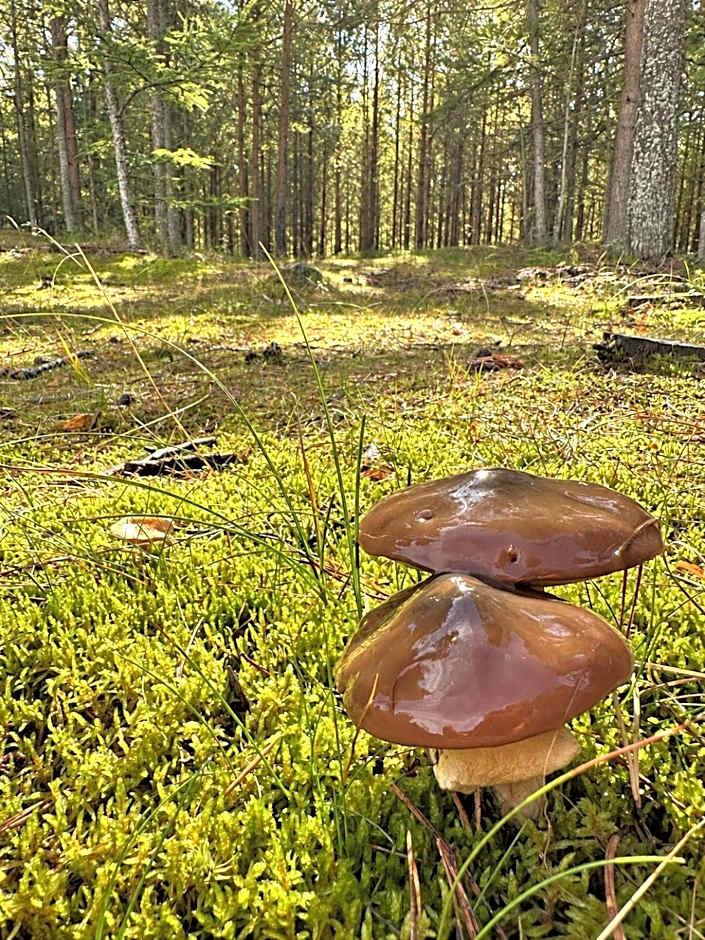 Vindvadet Ferielejligheder