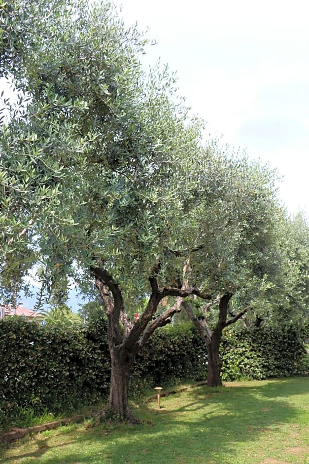 Il Toscanello