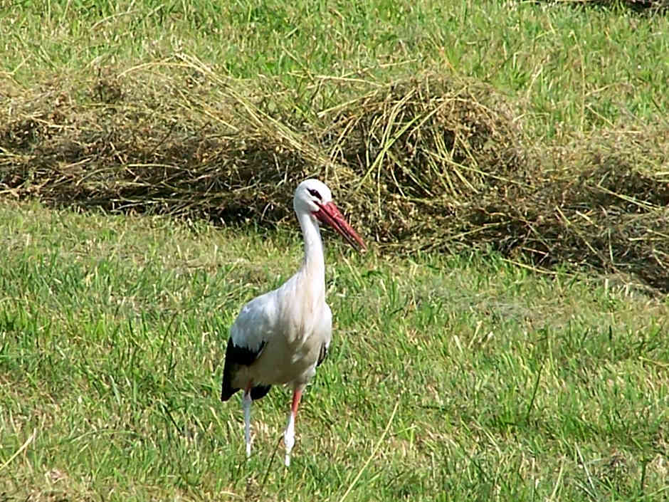 Domek na Skraju Wsi dostęp do jeziora UBLIK