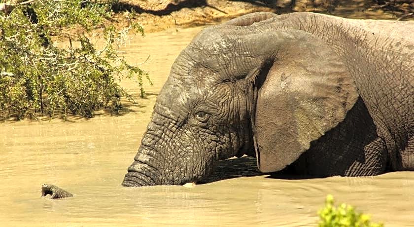 HillsNek Safari Camp