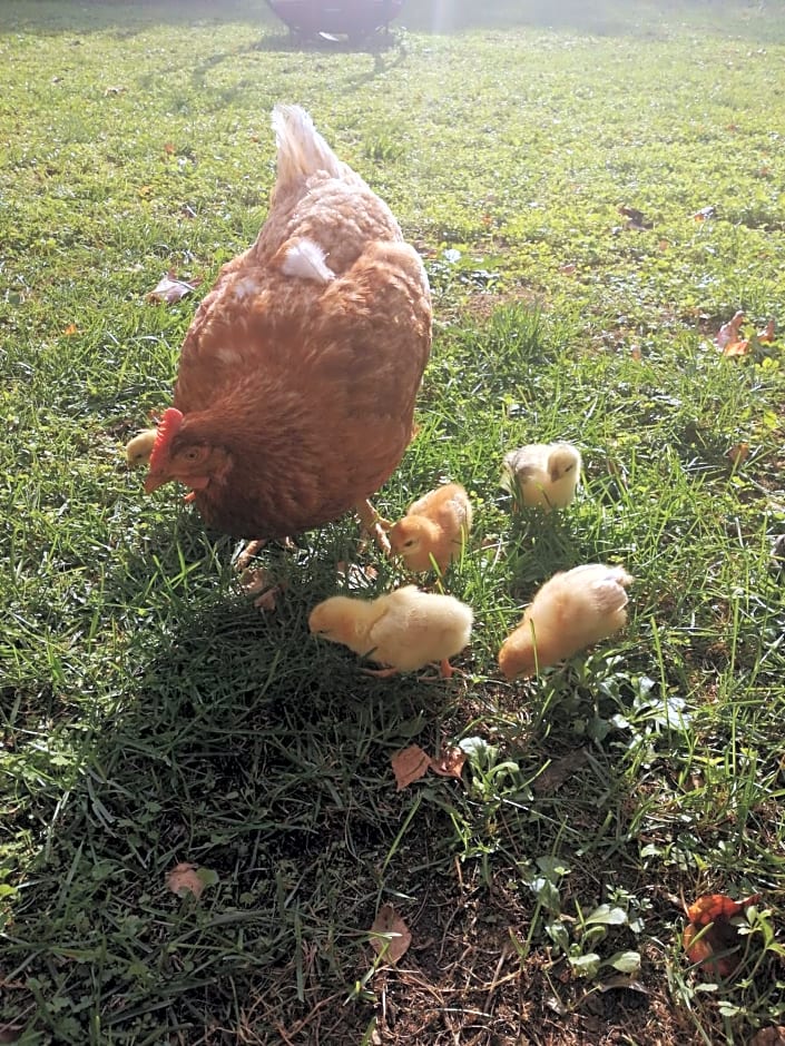 Les Granges de la Leigne, Ruffec