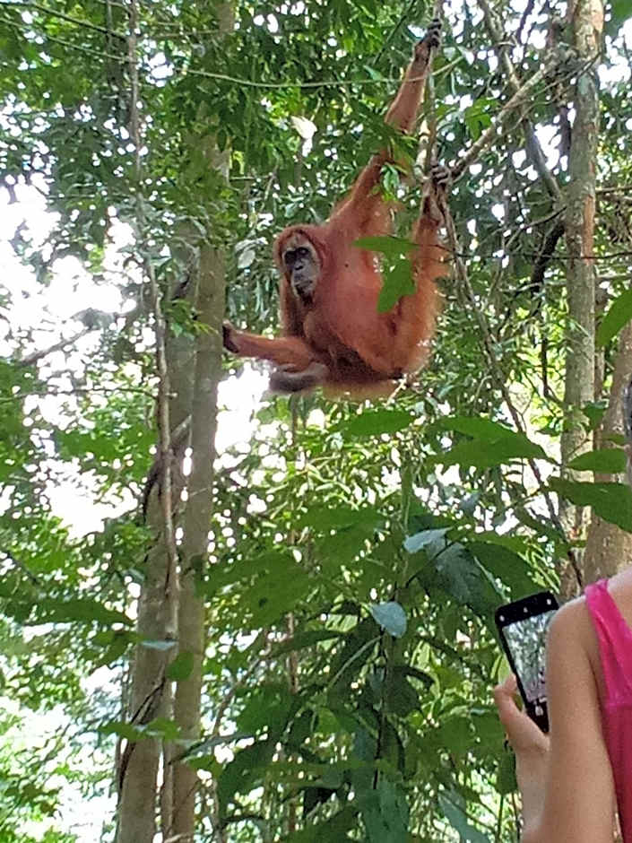 Jungle treking & Jungle Tour if you want to stay here,you must book treking only with us