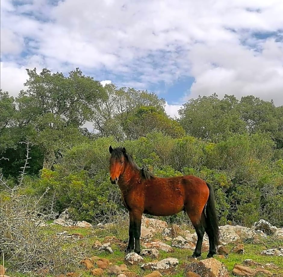 Casa Susanna Rural Sardinia