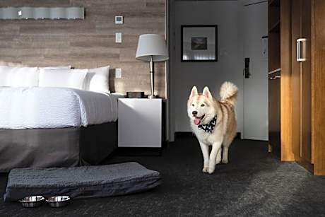 Standard King Room - Pet Friendly