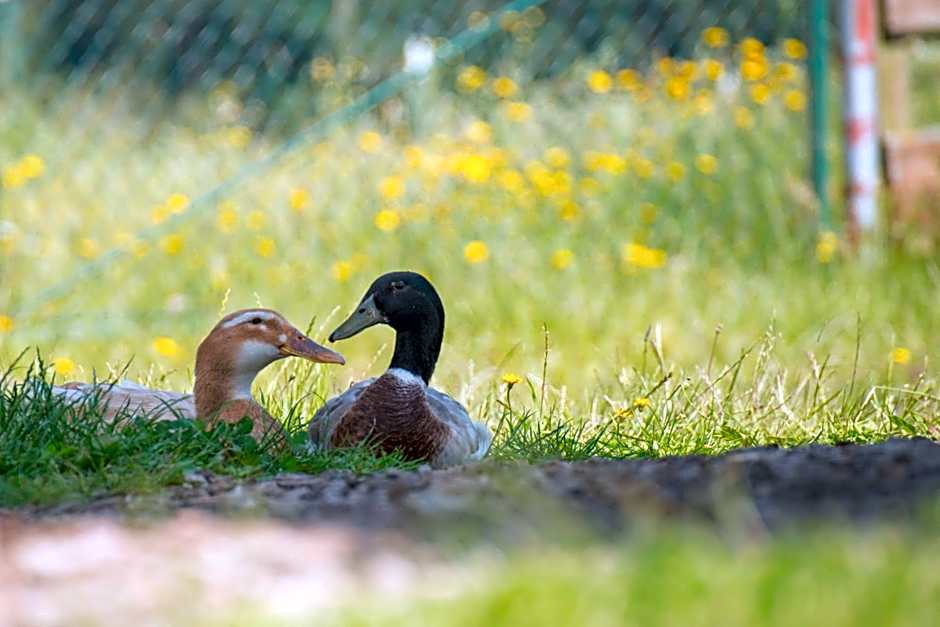 Golchener Hof - Familienhotel & Bauernhofurlaub in Mecklenburg