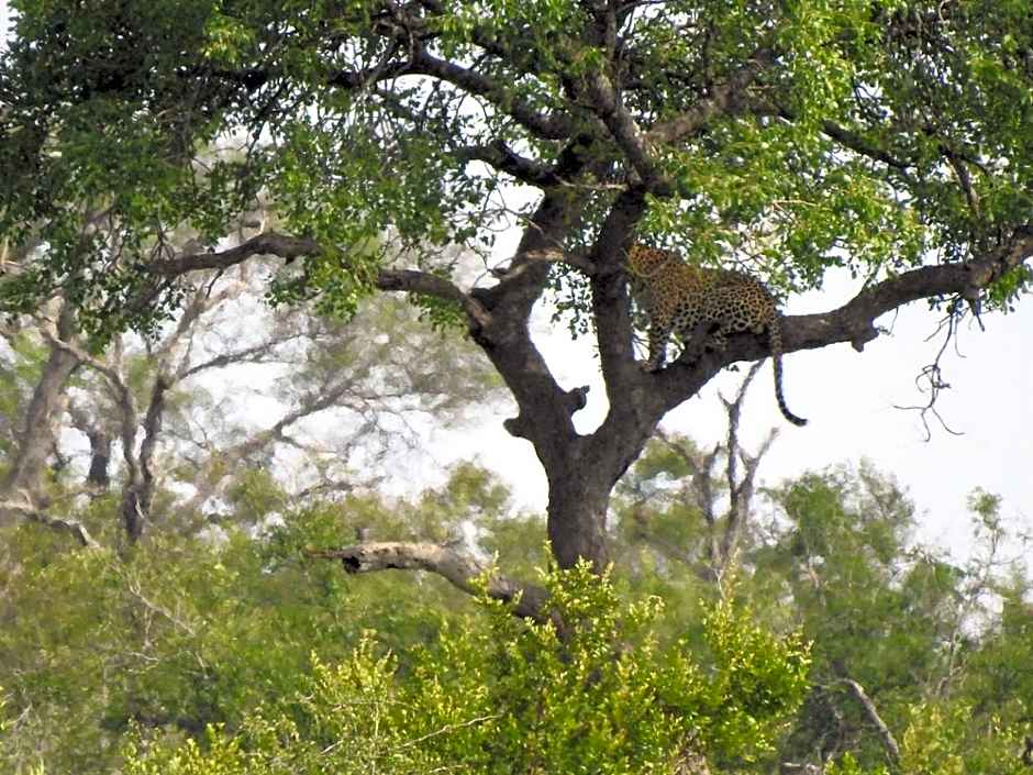 Barn Owl Lodge, Mjejane Game Reserve, Greater Kruger Park