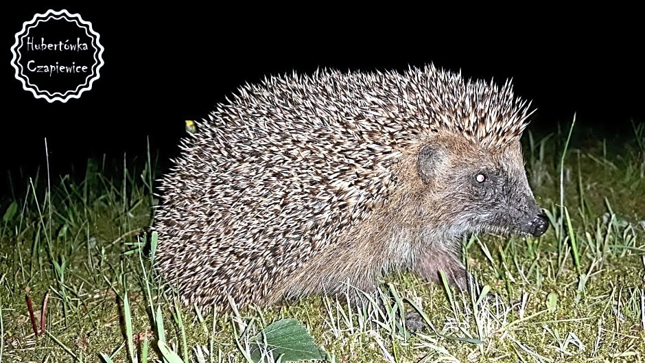 Hubertówka Czapiewice