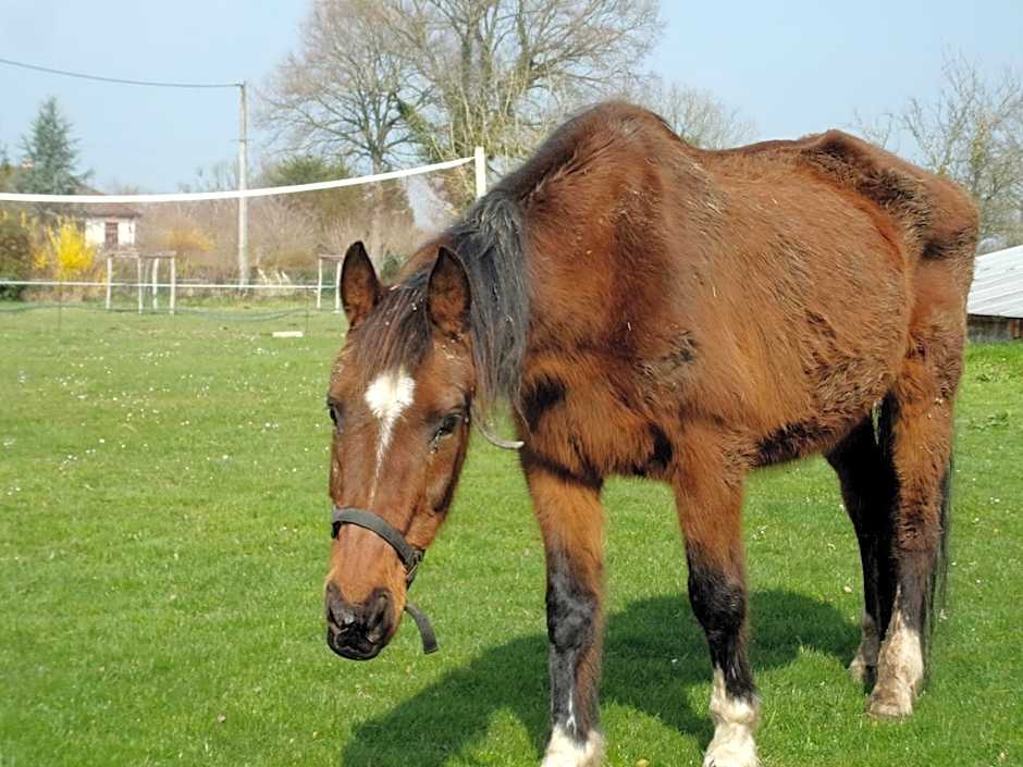 Gîte L'Ange Blanc 12 chambres, 25 personnes, piscine couverte chauffée