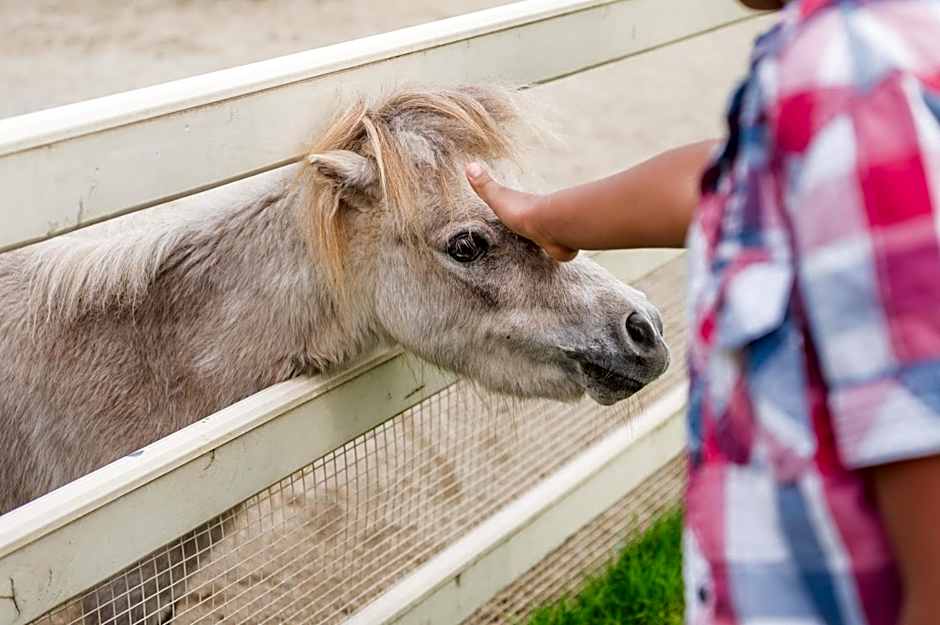 Accomodation Hotel Castello Il Codirosso