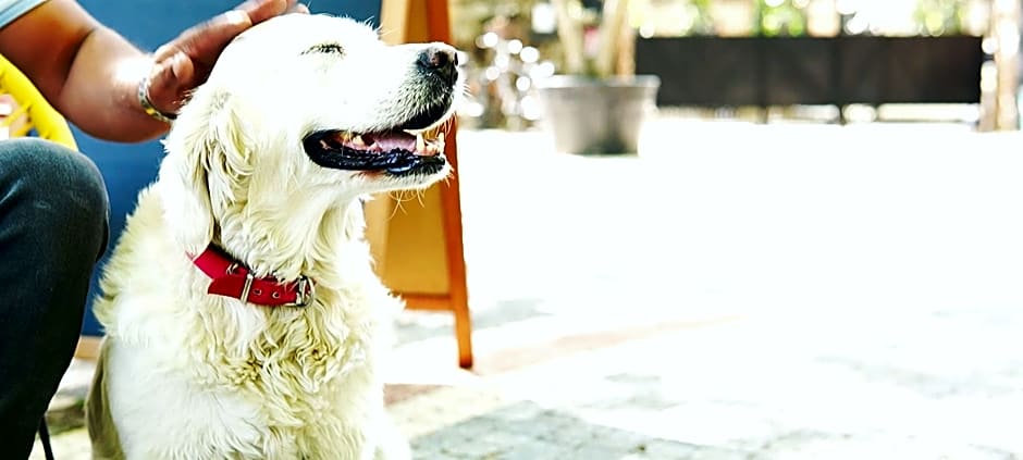 Manastirhan Otel Kazdaglari