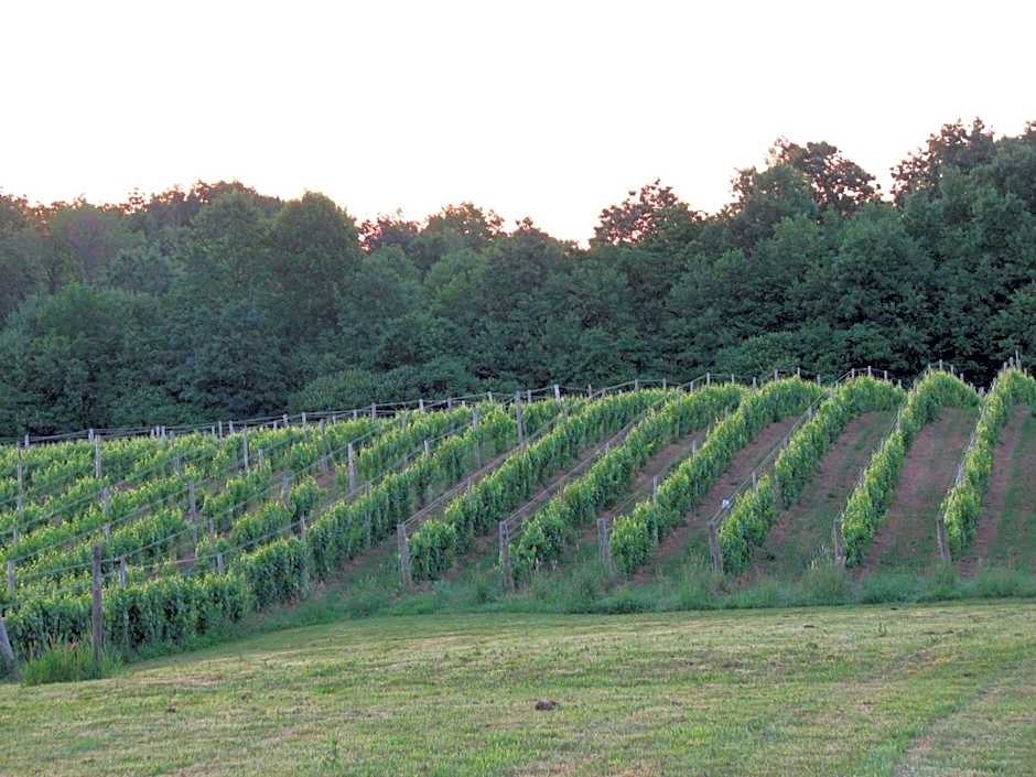 Vineyard Woods