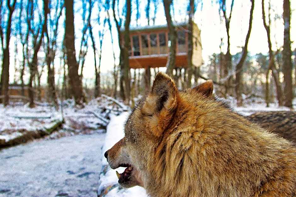 Tree Inn - Das Baumhaushotel