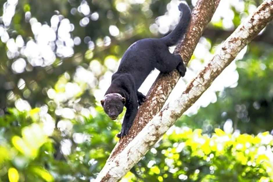 Chachagua Rainforest Hotel & Hot Springs