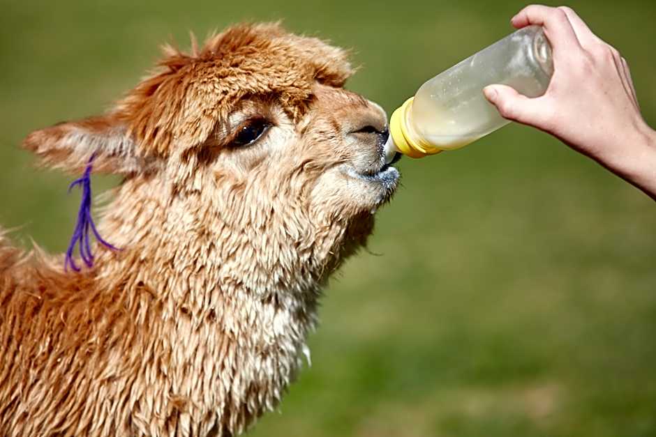 Las Casitas, A Belmond Hotel, Colca Canyon