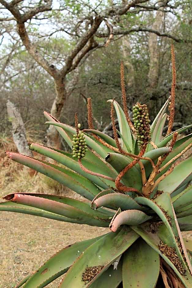 Hilton Bush Lodge & Function Venue