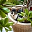 Casa Mia El Cuyo Eco Beach Boutique Hotel