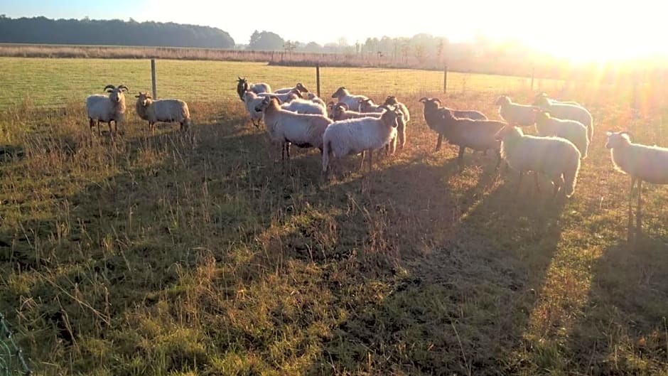 Pipowagen Elsebein Groningen Westerwolde unieke ligging met eigen tuin en vrij uitzicht over veld naar natuurgebied