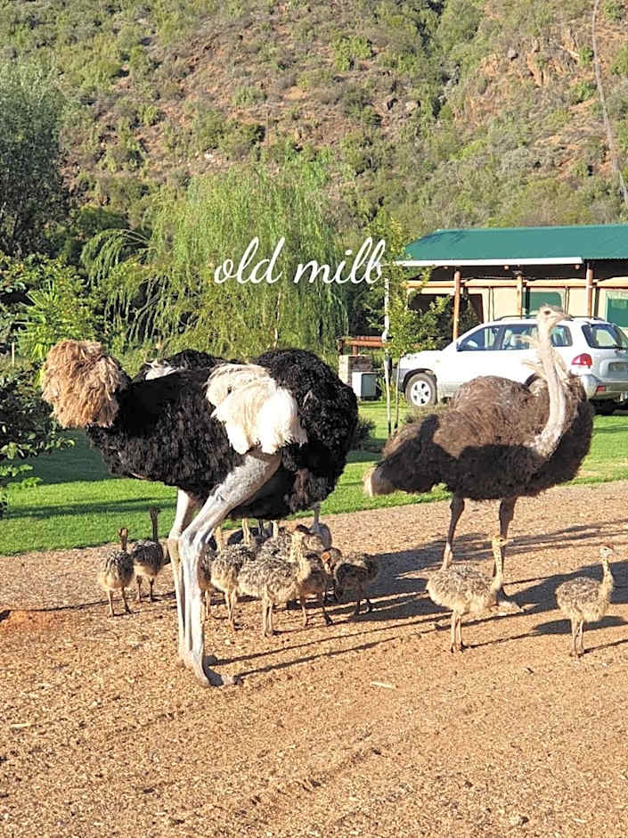 Old Mill Lodge, Seasonal Working Ostrich Farm & Restaurant, Oudtshoorn