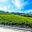 Villa Tea Fields