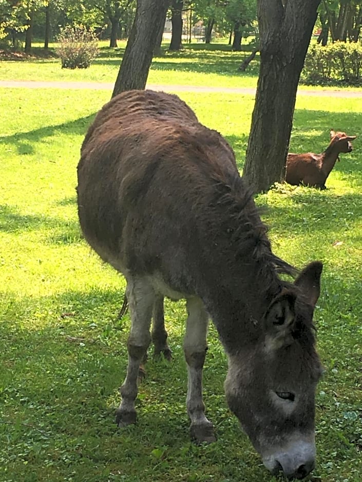 B&b parco delle sequoie