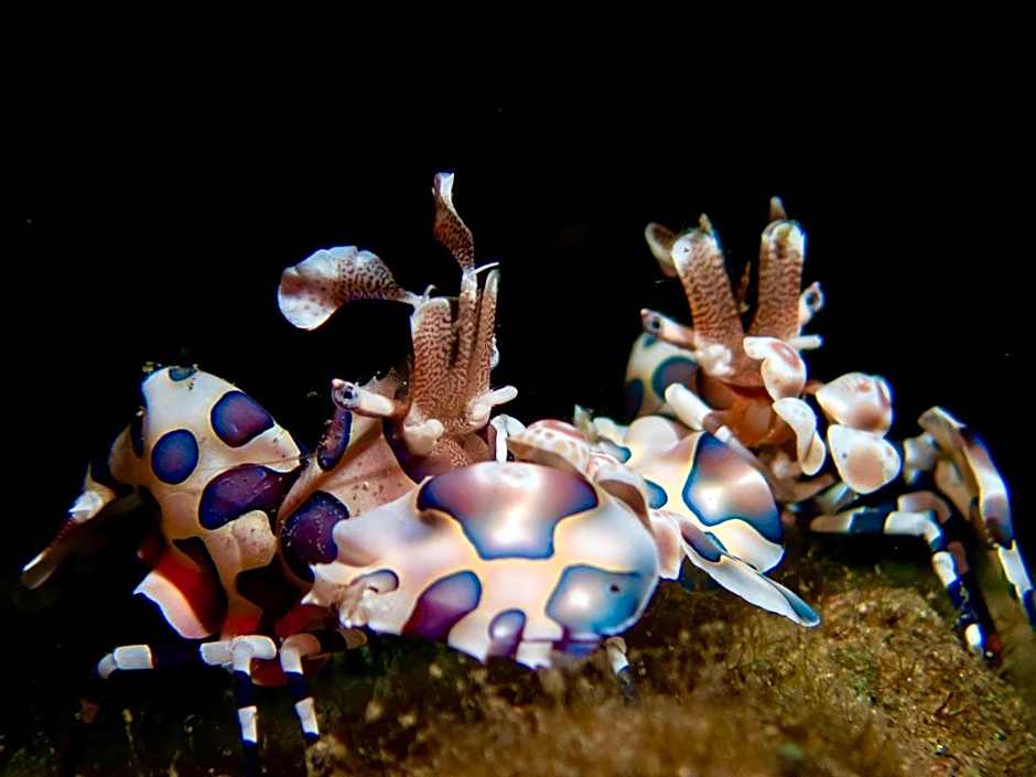 PamAnilao and Padoy's Dive Camp