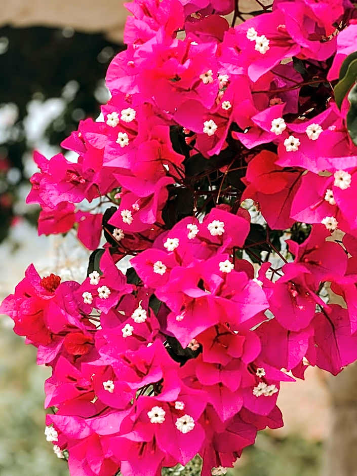 Club Hotel Barbarossa