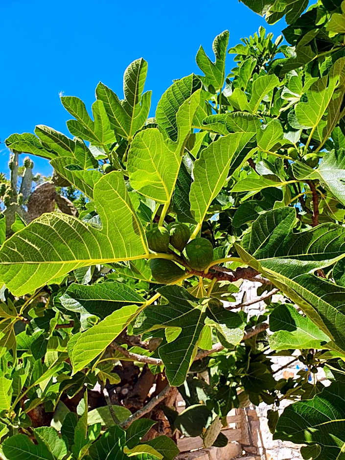 Trullo Oasi Veronica
