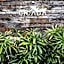 Cicada Luxury Townhouses