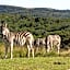 JBay Zebra Lodge