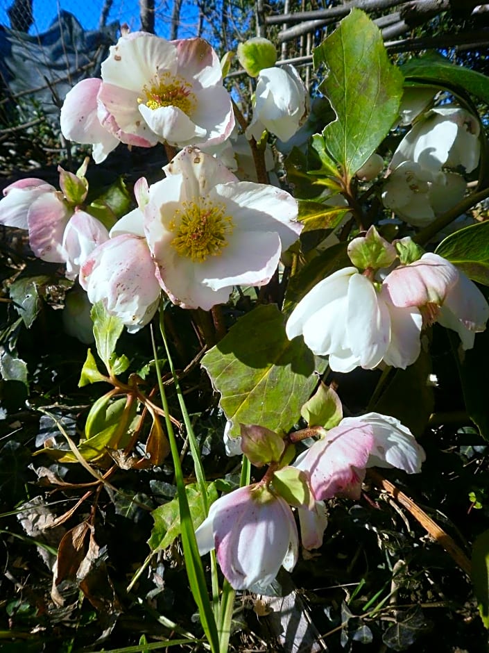 Bed and breakfast Al Rudun