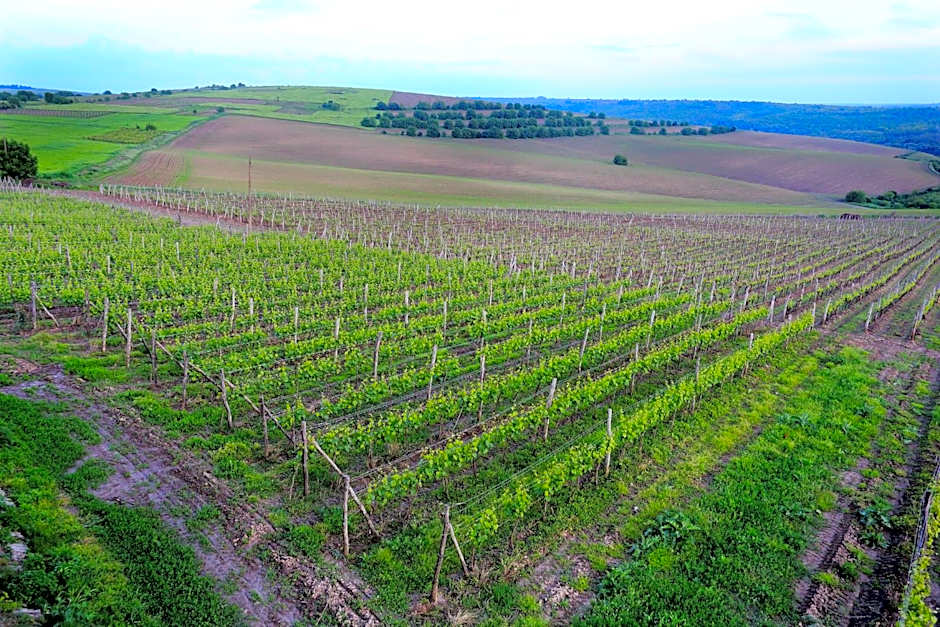 Seven Generations Winery Hotel