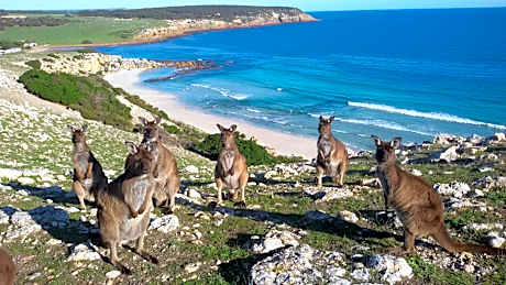 Waves & Wildlife Cottages Kangaroo Island