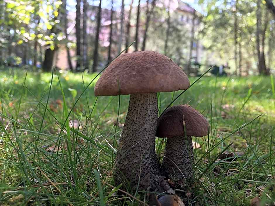 Hotel - Dworek Tryumf