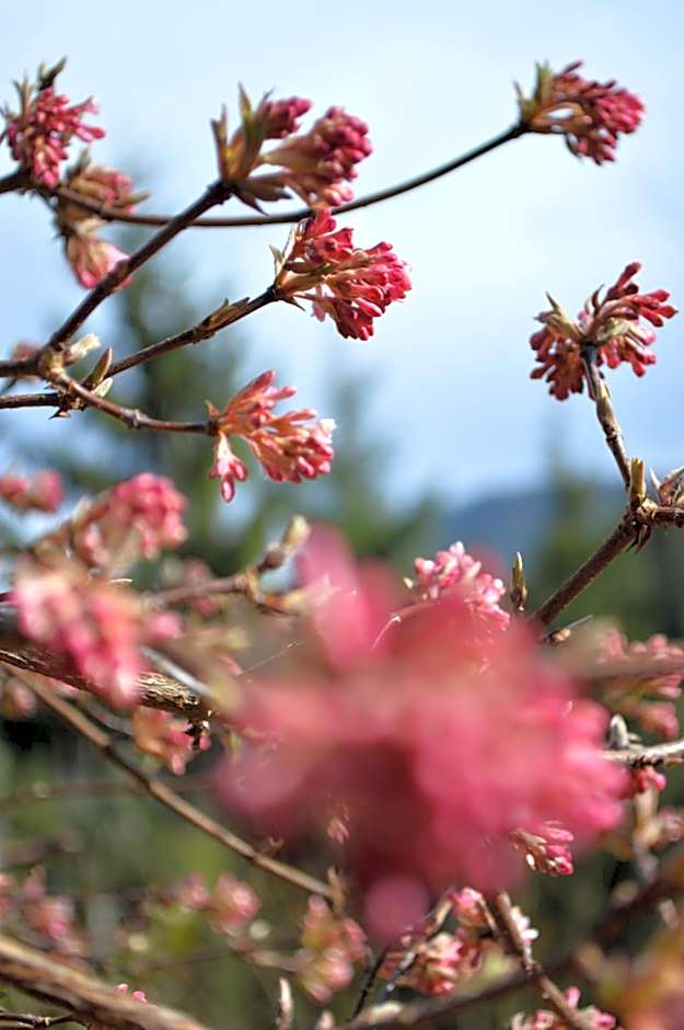 Landidyll-Hotel Nudelbacher