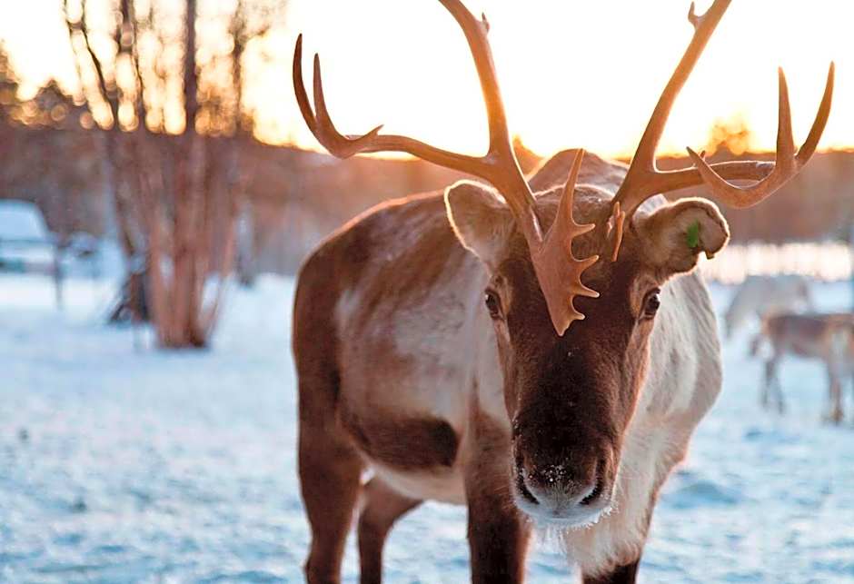 Northern Lights Village