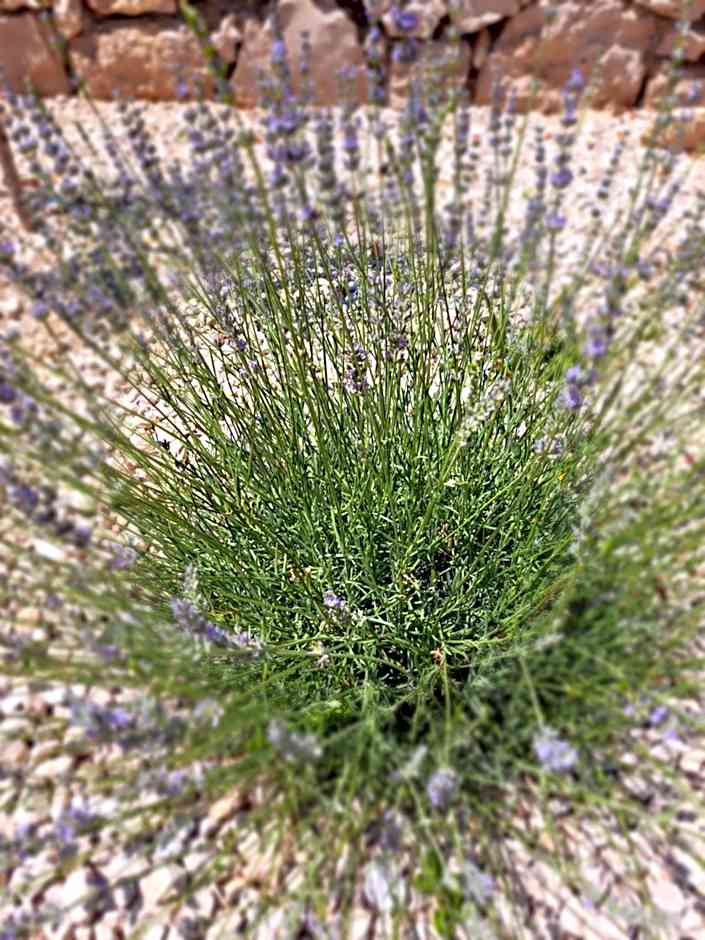 O`Life Boutique Apartments