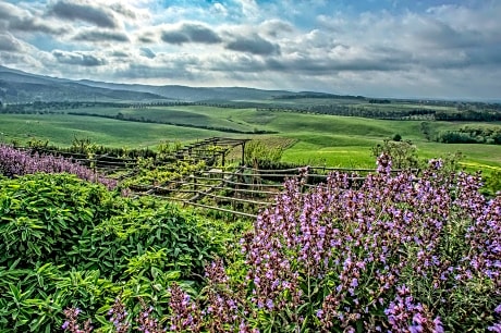 Agriturismo Le Tassinaie