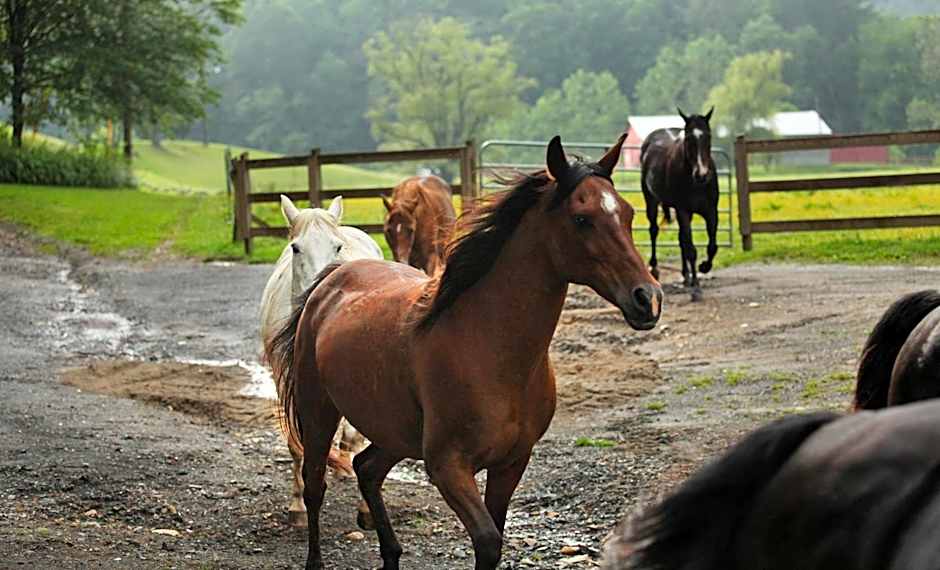Springmaid Mountain Retreat & Stables