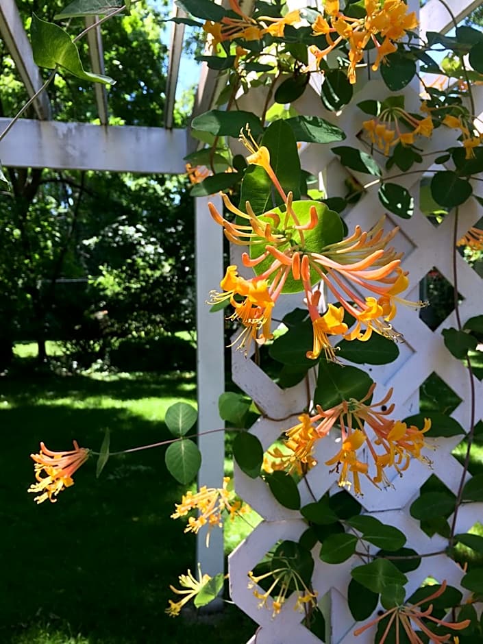 The Bed and Breakfast at Oliver Phelps